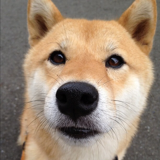 澳大利亚袋鼠队高压防守体系打乱对手进攻节奏，你知不知道澳大利亚的袋鼠打人 你知在乎你自己