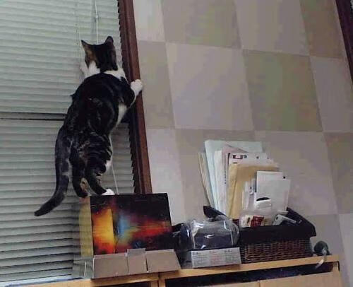 芬兰女篮在欧洲大赛中奋勇争冠,展现实力